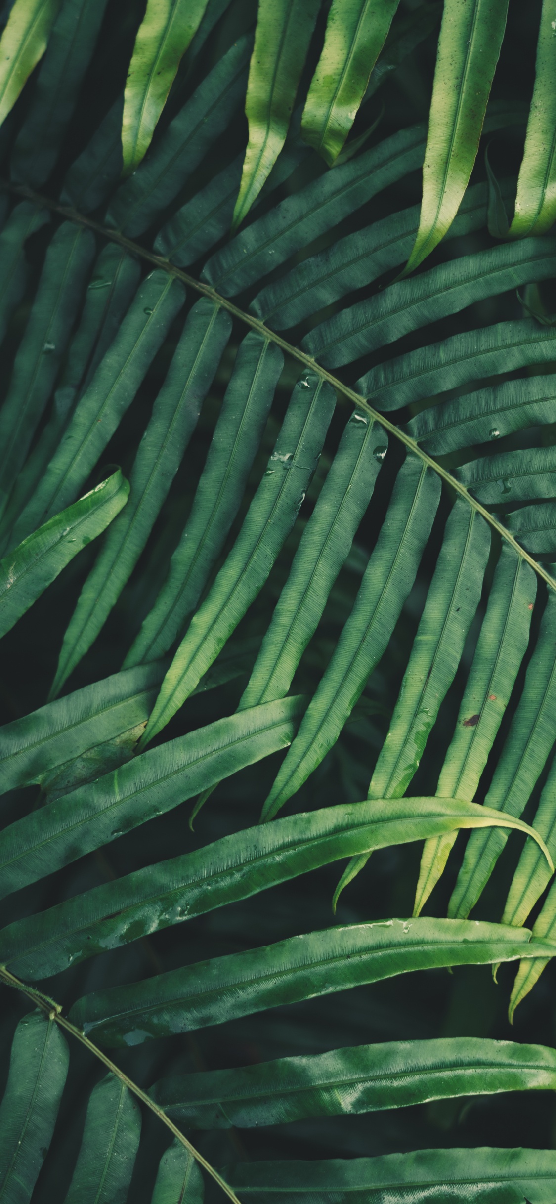Leaf, Palm Trees, Fern, Branch, Vegetation. Wallpaper in 1125x2436 Resolution
