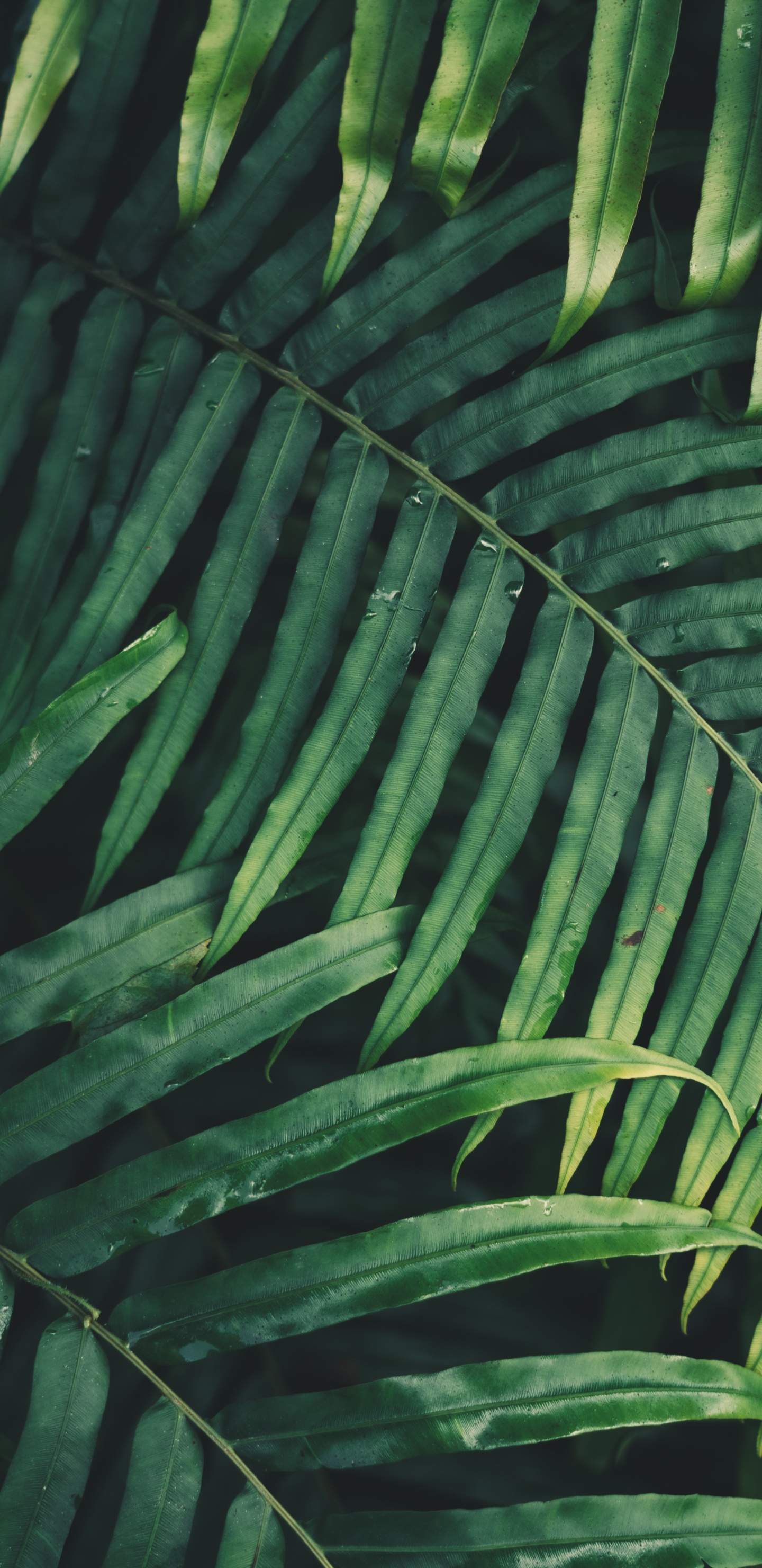 Leaf, Palm Trees, Fern, Branch, Vegetation. Wallpaper in 1440x2960 Resolution