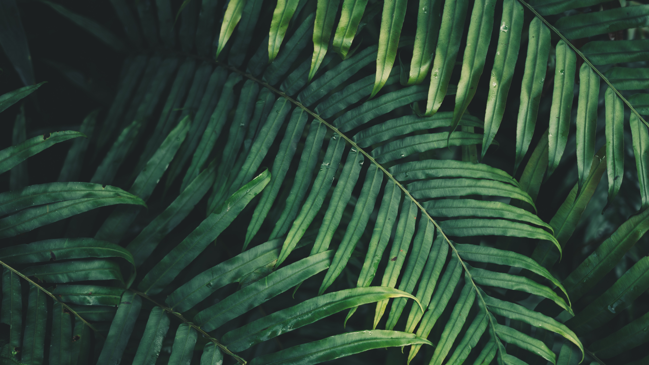 Leaf, Palm Trees, Fern, Branch, Vegetation. Wallpaper in 2560x1440 Resolution
