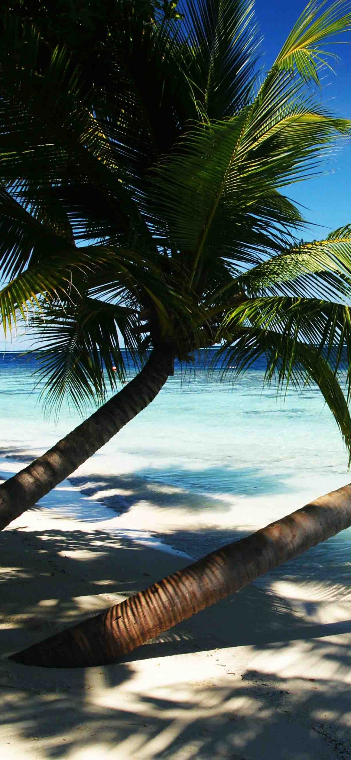 Cocotier Près de la Mer Pendant la Journée. Wallpaper in 1125x2436 Resolution