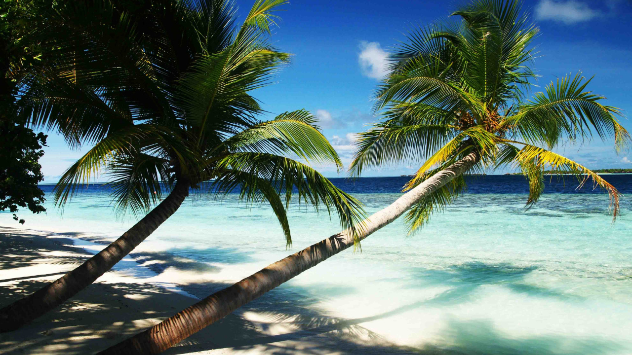 Coconut Tree Near Sea During Daytime. Wallpaper in 1280x720 Resolution