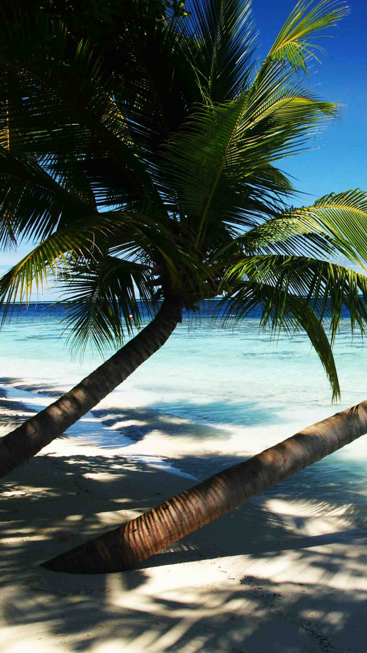 Coconut Tree Near Sea During Daytime. Wallpaper in 750x1334 Resolution