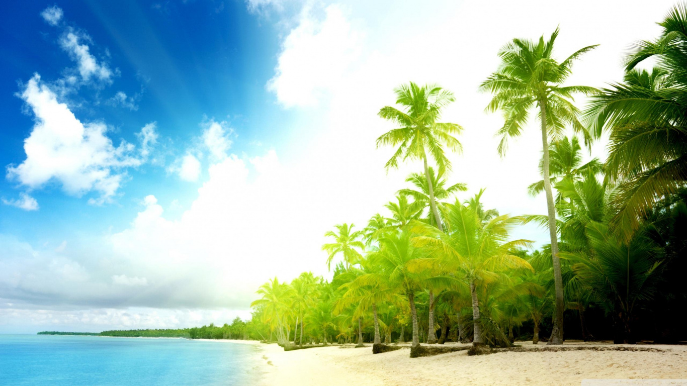 Green Coconut Palm Trees Near Sea During Daytime. Wallpaper in 1366x768 Resolution