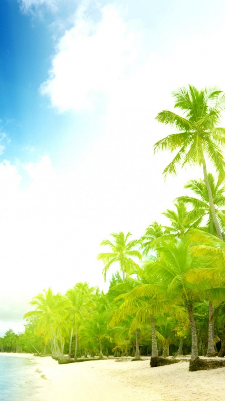Green Coconut Palm Trees Near Sea During Daytime. Wallpaper in 750x1334 Resolution