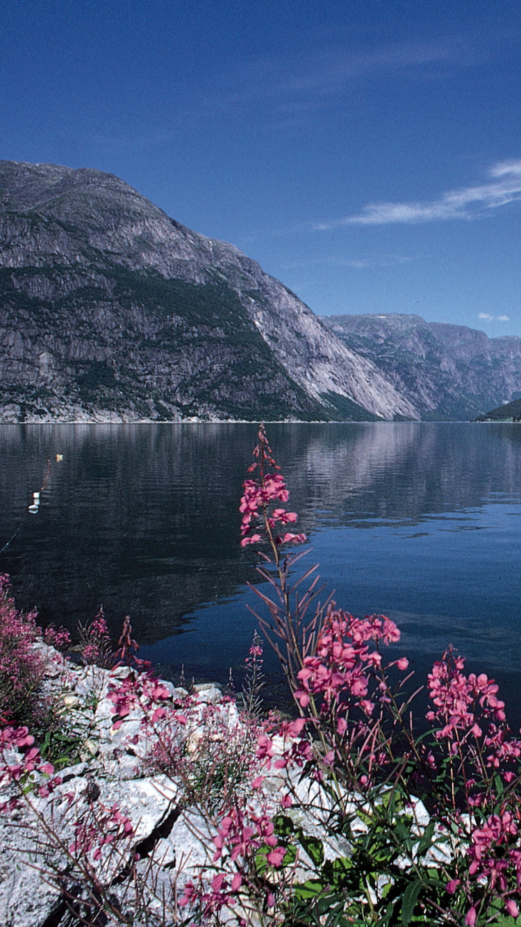 Pink Flowers Near Lake and Mountains During Daytime. Wallpaper in 750x1334 Resolution