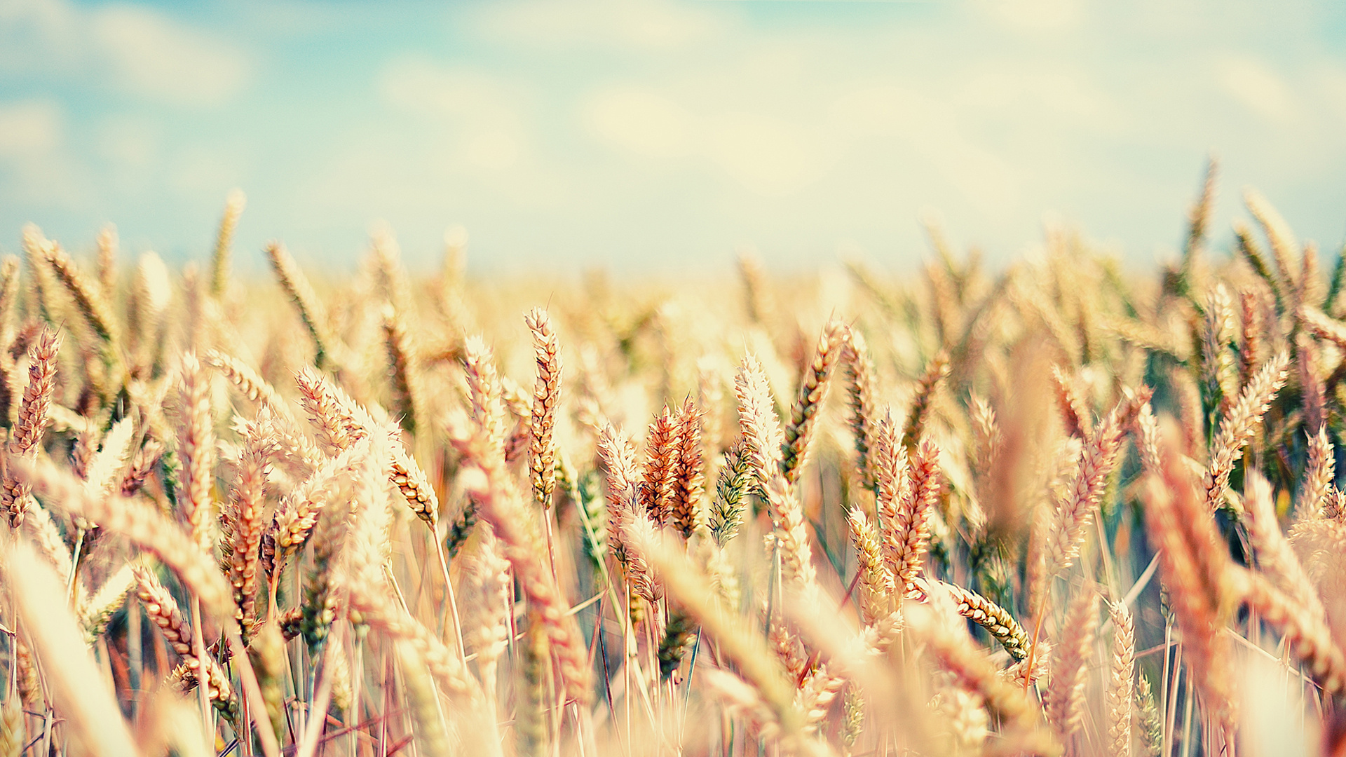 Braunes Weizenfeld Tagsüber Wheat. Wallpaper in 1920x1080 Resolution