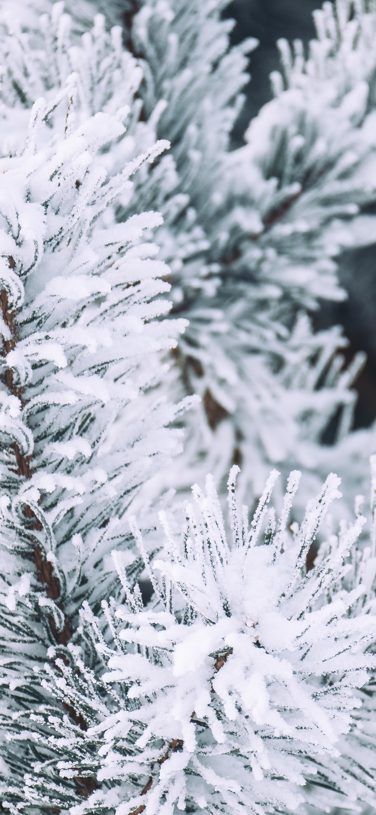 Winter, Schnee, Columbian Fichte, Balsam-Tanne, White Pine. Wallpaper in 1242x2688 Resolution