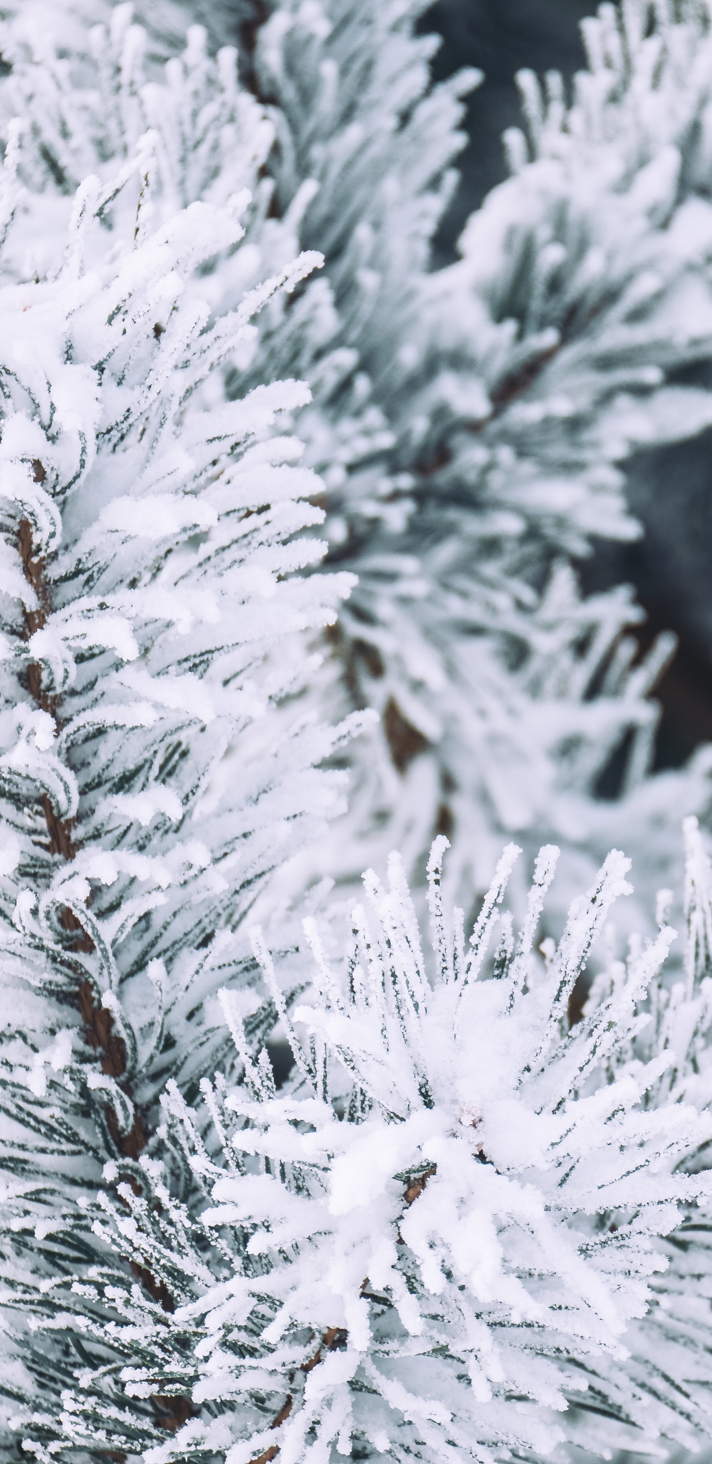 Winter, Schnee, Columbian Fichte, Balsam-Tanne, White Pine. Wallpaper in 1440x2960 Resolution