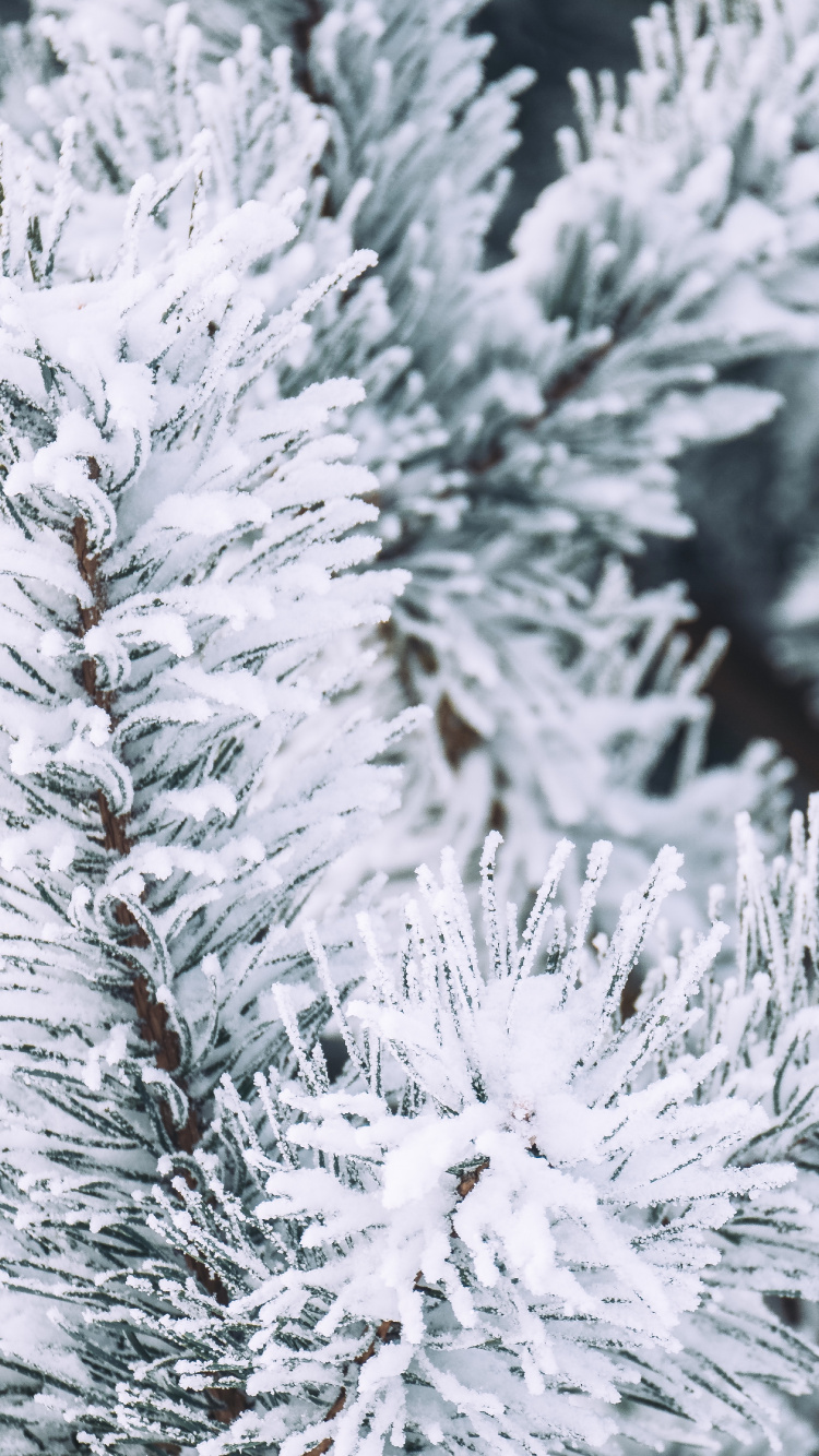 Winter, Schnee, Columbian Fichte, Balsam-Tanne, White Pine. Wallpaper in 750x1334 Resolution