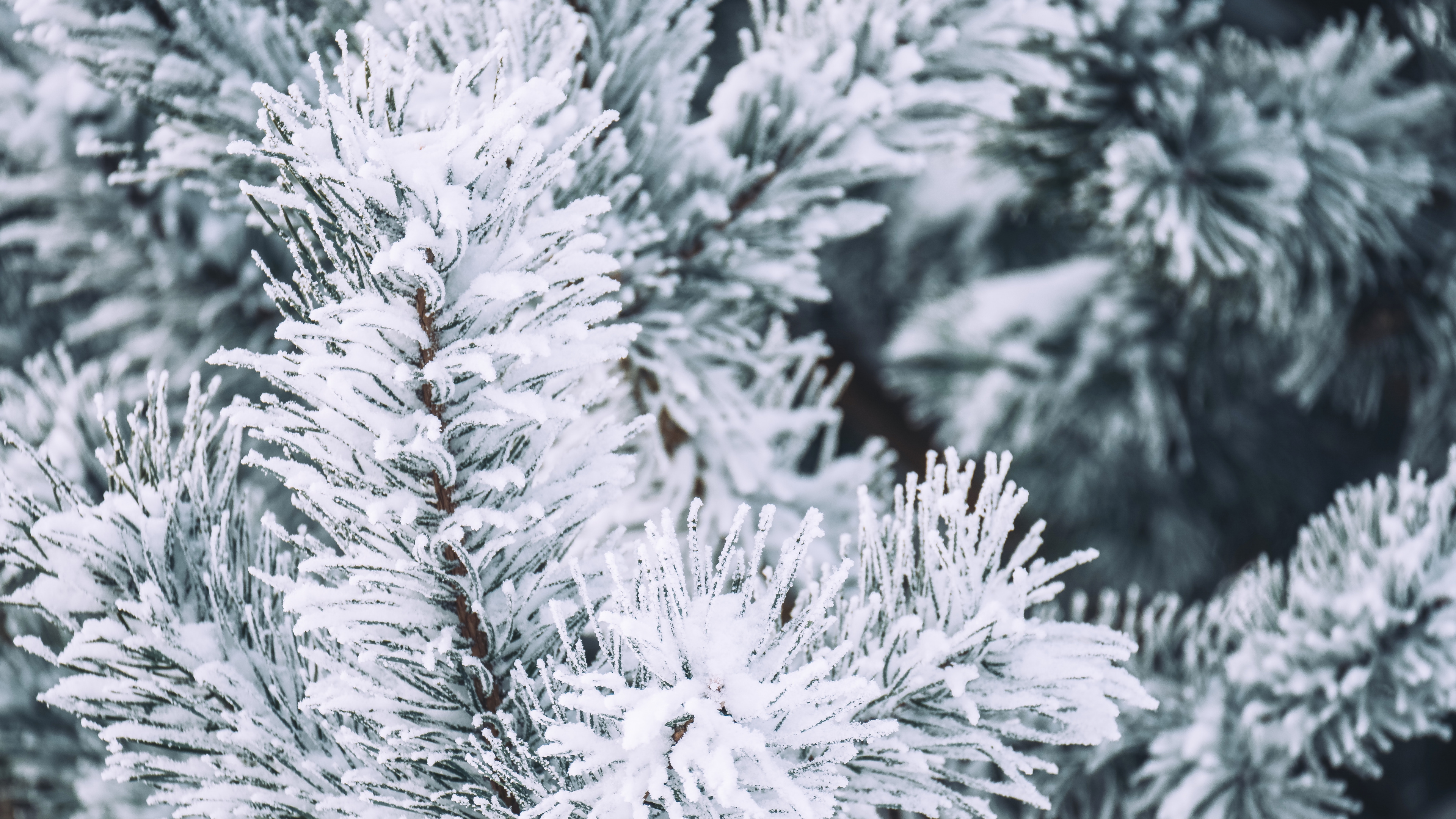 Winter, Snow, Columbian Spruce, Balsam Fir, White Pine. Wallpaper in 3840x2160 Resolution