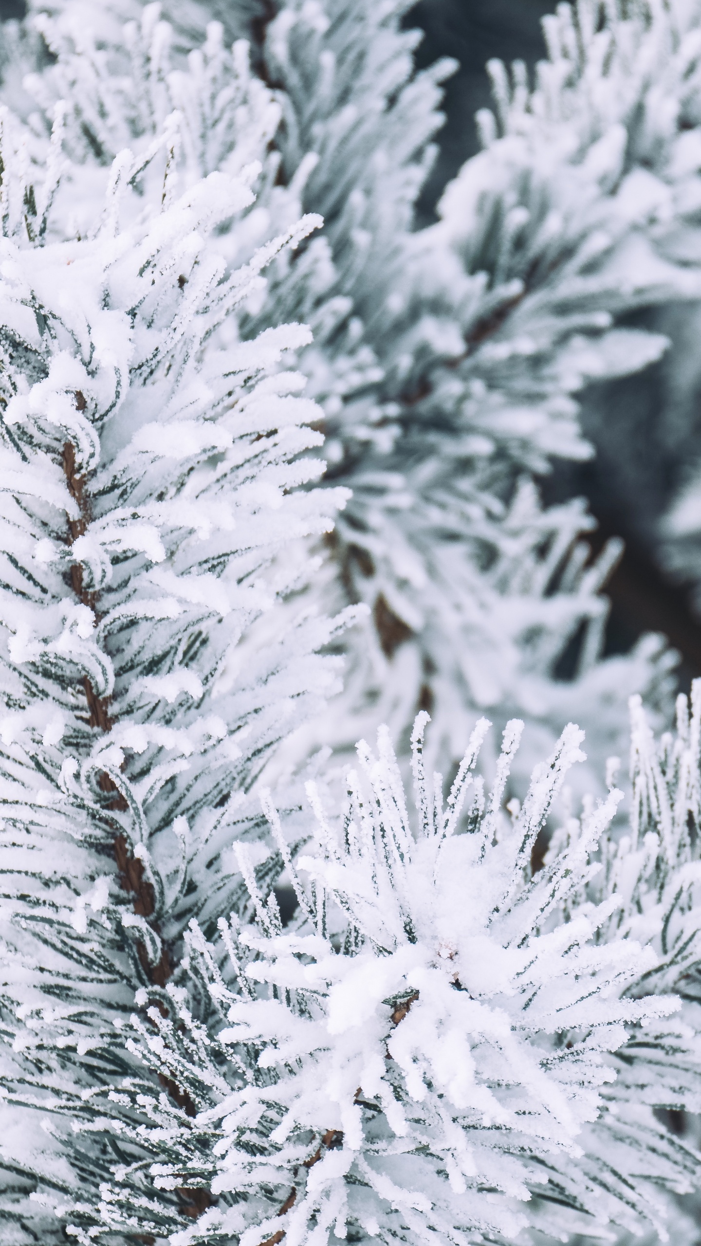 Hiver, Neige, Colombien de L'épinette, Le Sapin Baumier, Pin Blanc. Wallpaper in 1440x2560 Resolution