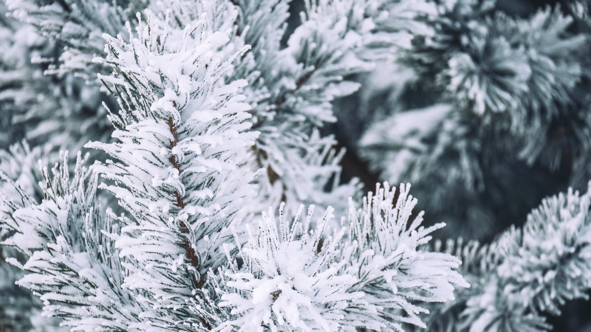 Hiver, Neige, Colombien de L'épinette, Le Sapin Baumier, Pin Blanc. Wallpaper in 1920x1080 Resolution