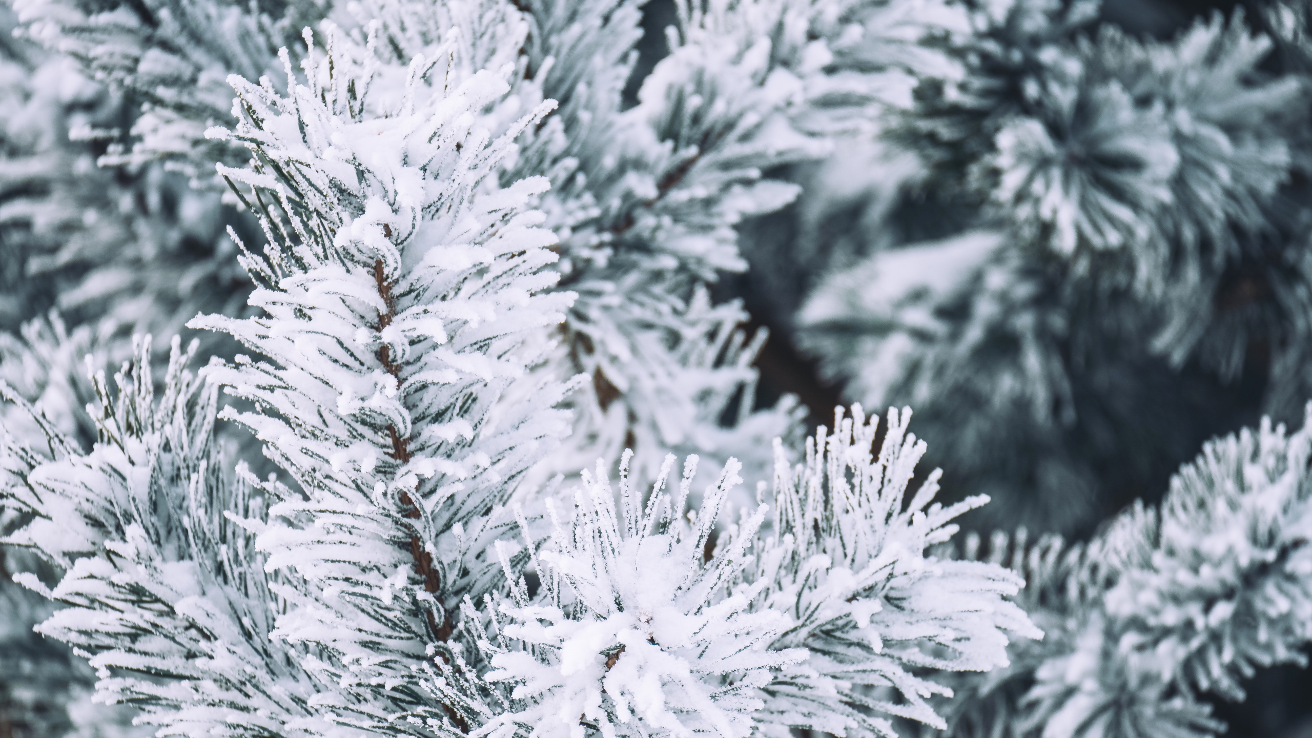 Hiver, Neige, Colombien de L'épinette, Le Sapin Baumier, Pin Blanc. Wallpaper in 2560x1440 Resolution