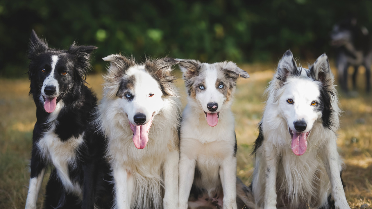 Weißer Und Schwarzer Border Collie Mix Welpe. Wallpaper in 1280x720 Resolution