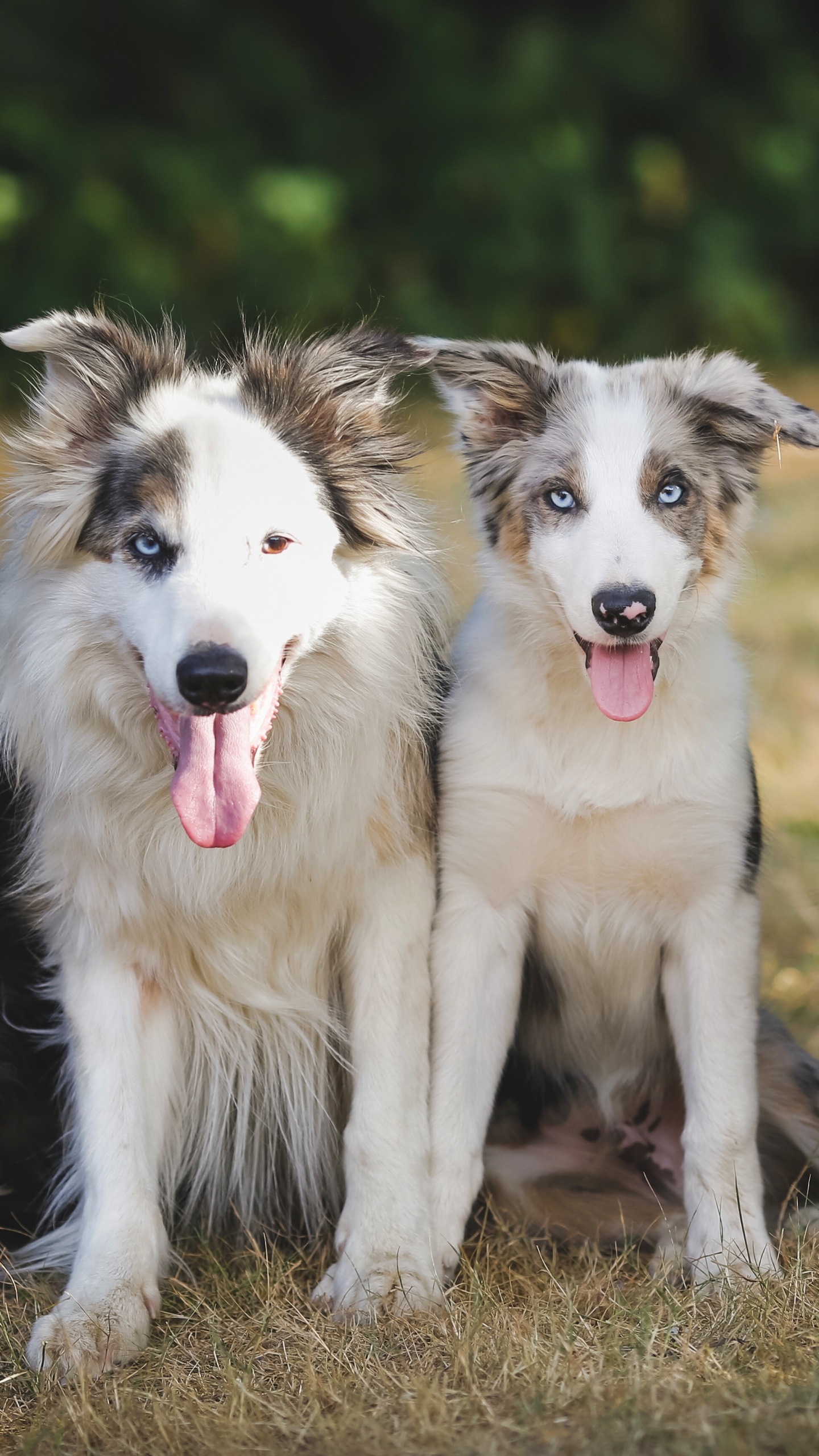 Weißer Und Schwarzer Border Collie Mix Welpe. Wallpaper in 1440x2560 Resolution