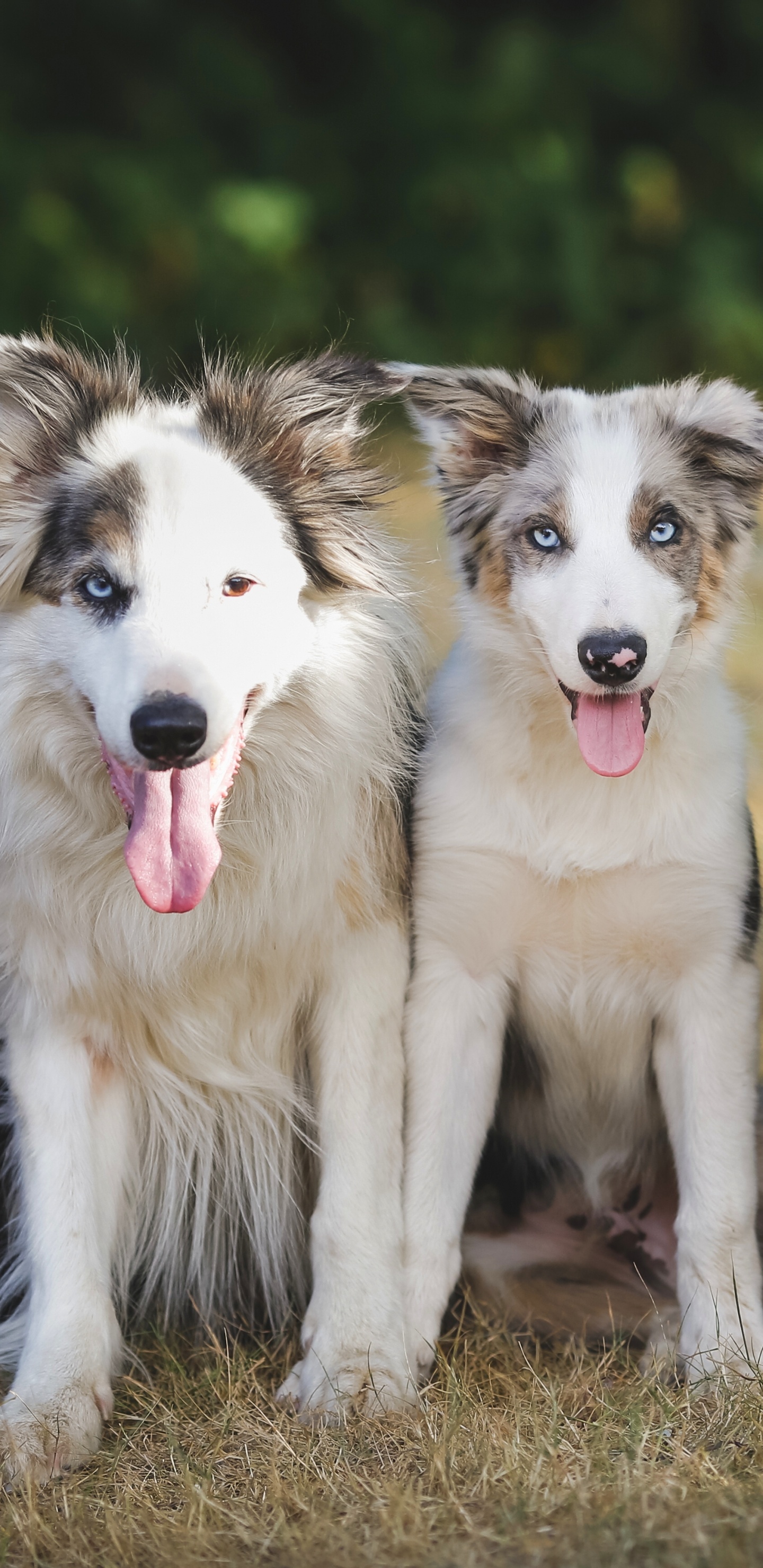 Weißer Und Schwarzer Border Collie Mix Welpe. Wallpaper in 1440x2960 Resolution