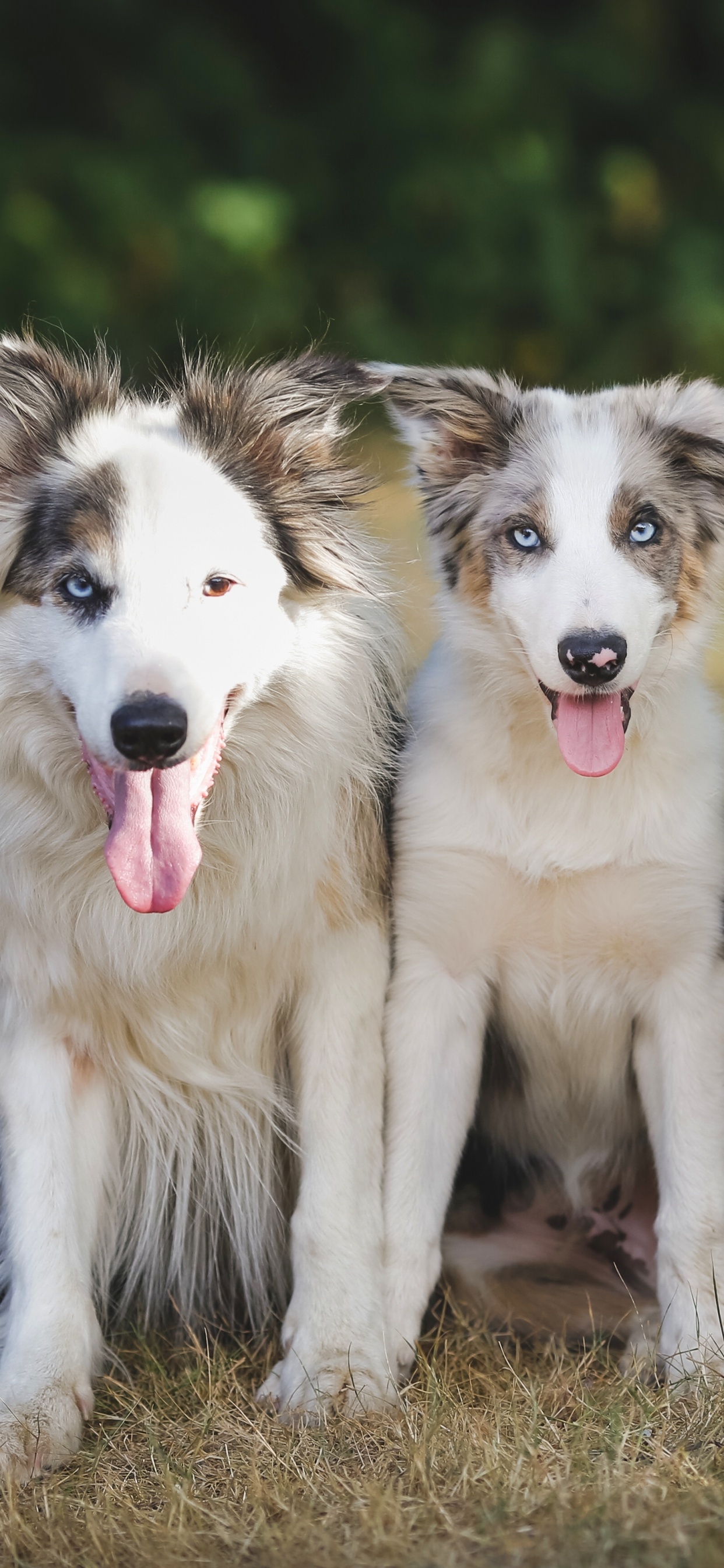 White and Black Border Collie Mix Puppy. Wallpaper in 1242x2688 Resolution