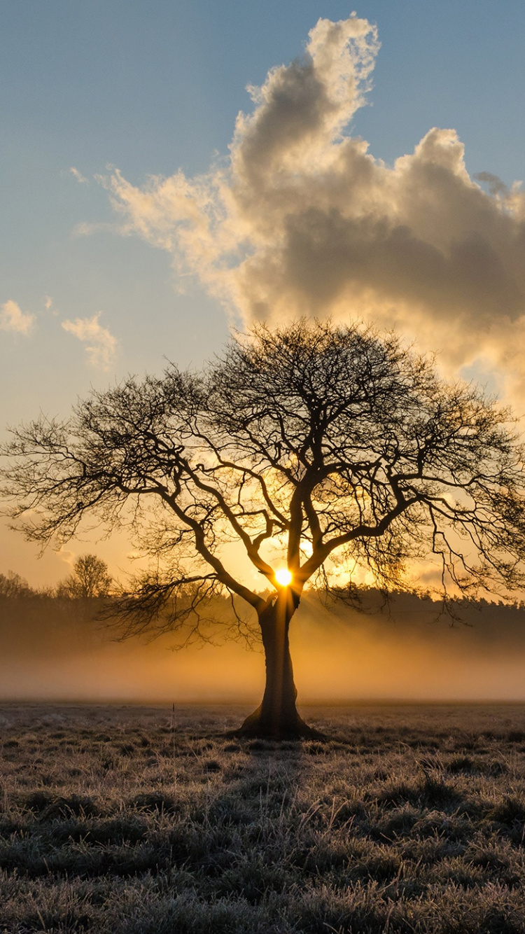 Leafless Tree on Grass Field During Sunset. Wallpaper in 750x1334 Resolution
