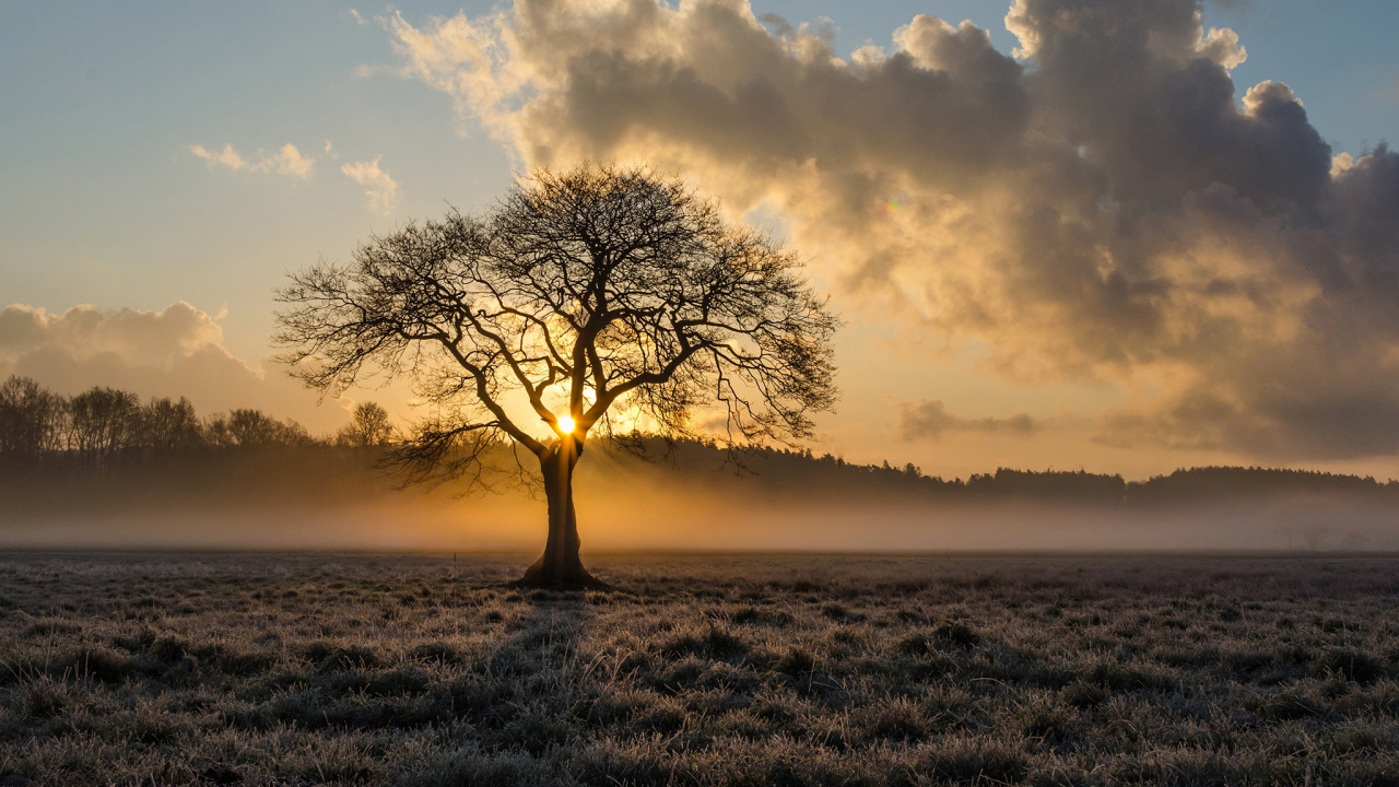 Árbol Sin Hojas en el Campo de Hierba Durante la Puesta de Sol. Wallpaper in 1280x720 Resolution