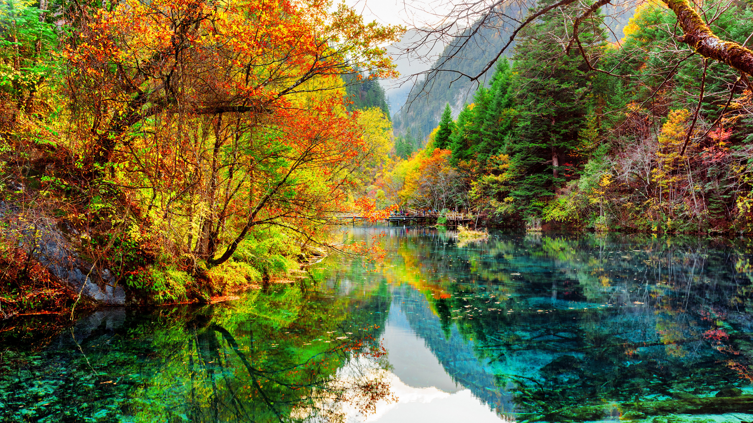 Green Trees Beside River During Daytime. Wallpaper in 2560x1440 Resolution