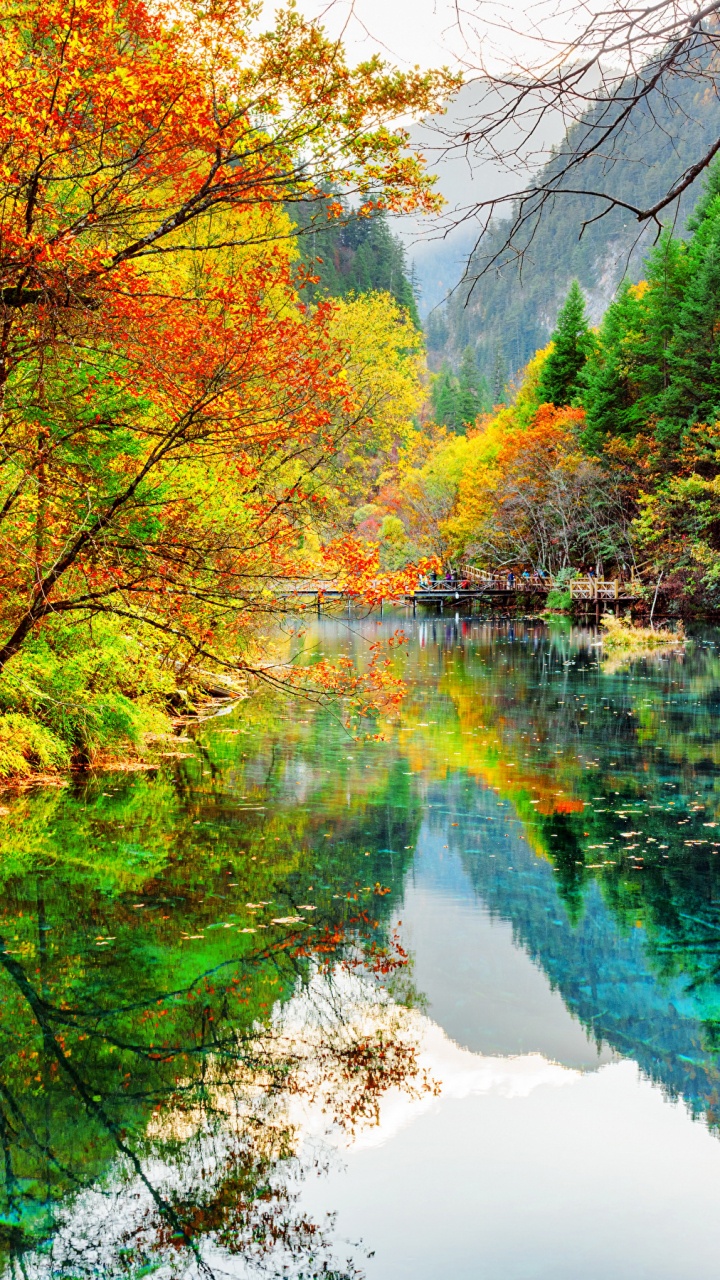 Green Trees Beside River During Daytime. Wallpaper in 720x1280 Resolution