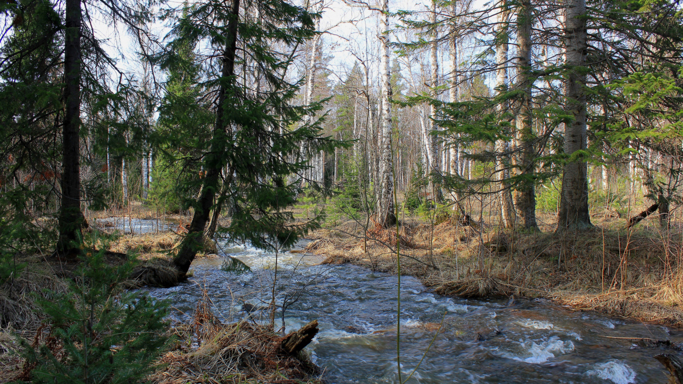 Braune Bäume in Der Nähe Des Flusses Tagsüber. Wallpaper in 1366x768 Resolution