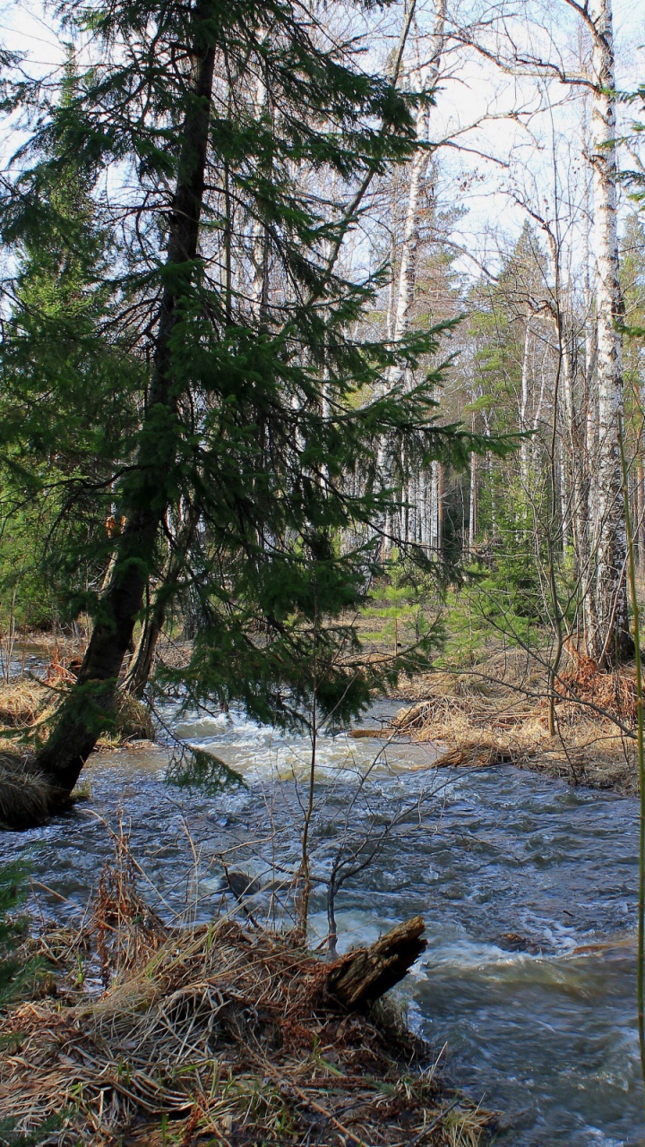 Brown Trees Near River During Daytime. Wallpaper in 720x1280 Resolution