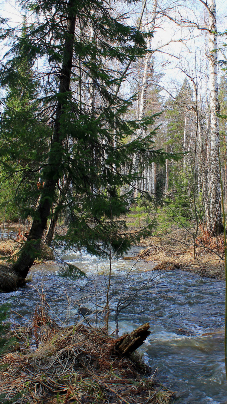 Brown Trees Near River During Daytime. Wallpaper in 750x1334 Resolution