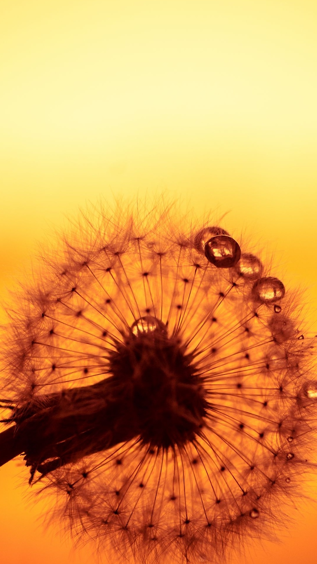 Close Up, Dandelions, Flower, Flowering Plant, Plant. Wallpaper in 1080x1920 Resolution
