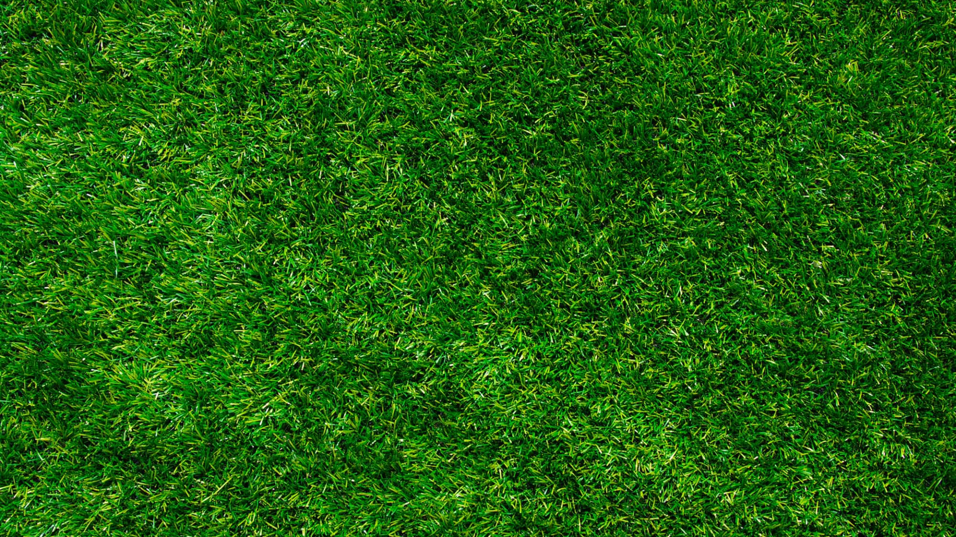 Tagsüber Grüne Wiese. Wallpaper in 1920x1080 Resolution