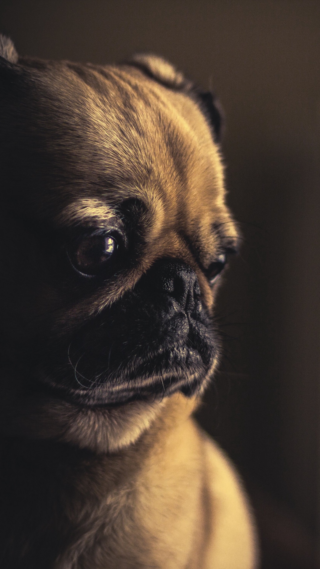 Lindo Perrito Triste, Pug, Cachorro, Puggle, Pastor Alemán. Wallpaper in 1080x1920 Resolution