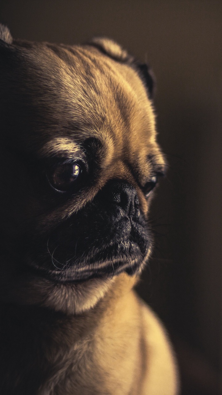 Lindo Perrito Triste, Pug, Cachorro, Puggle, Pastor Alemán. Wallpaper in 720x1280 Resolution