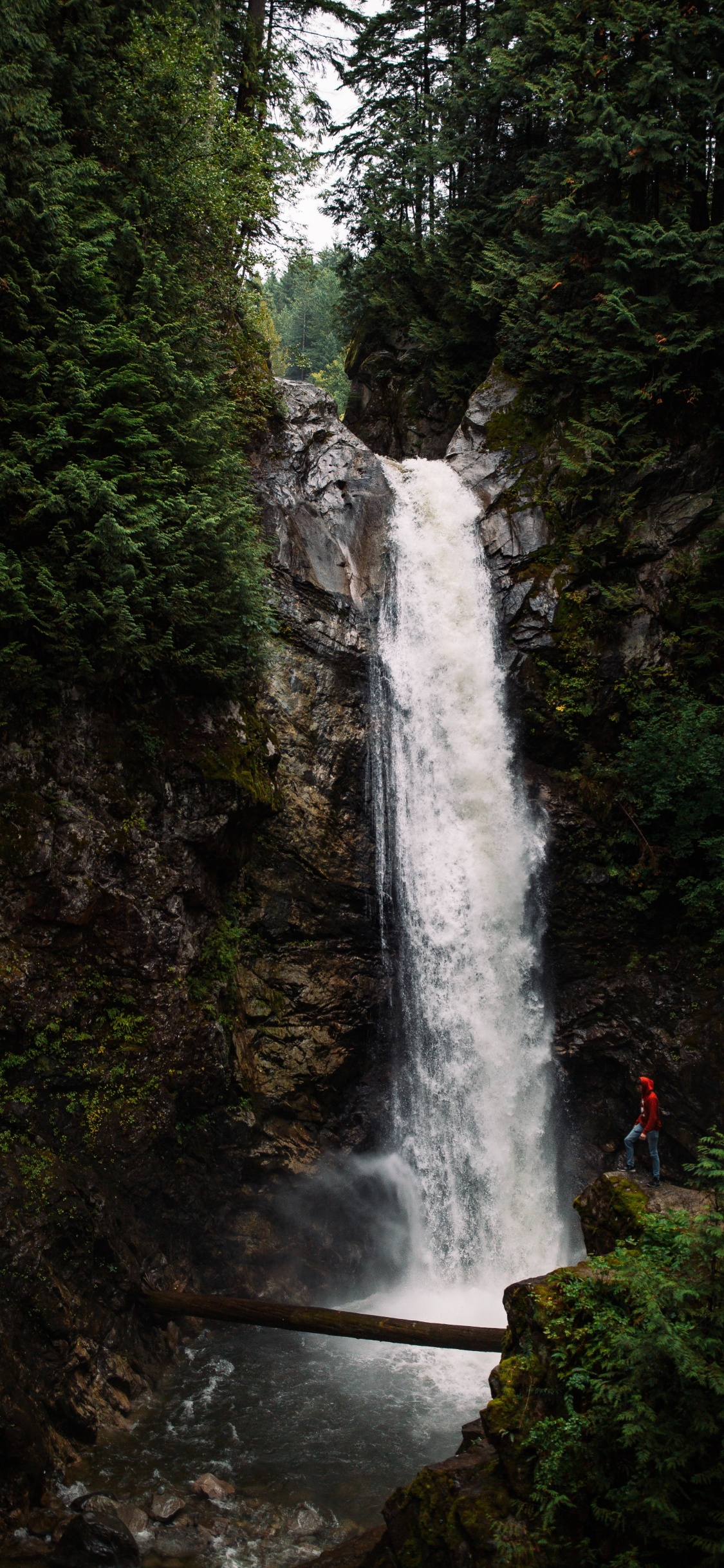 la Característica Del Agua, Selva, el Parque Estatal, Curso de Agua, Los Recursos de Agua. Wallpaper in 1125x2436 Resolution