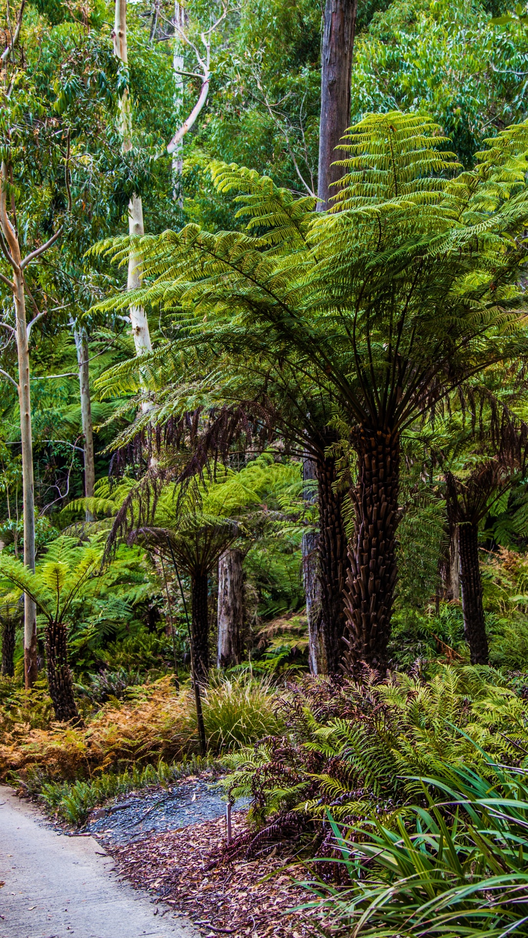 公园, 植被, 森林, 性质, 自然保护区 壁纸 1080x1920 允许
