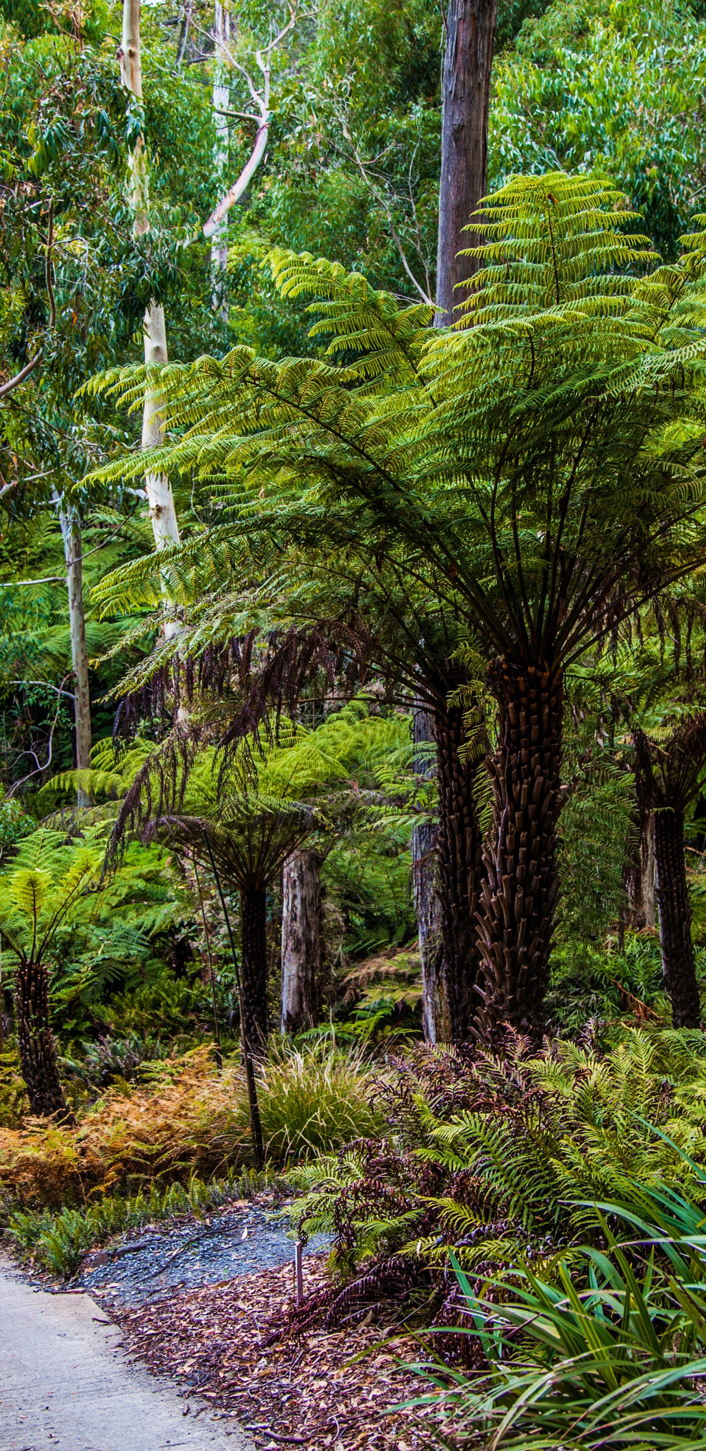 公园, 植被, 森林, 性质, 自然保护区 壁纸 1440x2960 允许