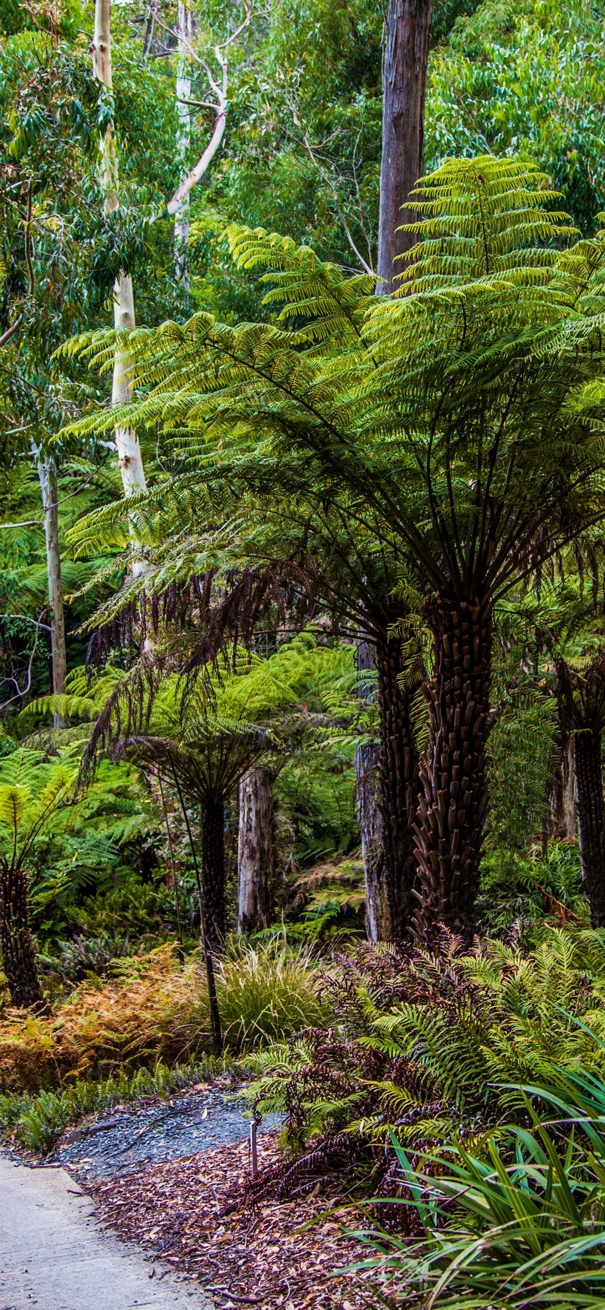 Woman in White Shirt Walking on Pathway Between Green Trees During Daytime. Wallpaper in 1242x2688 Resolution