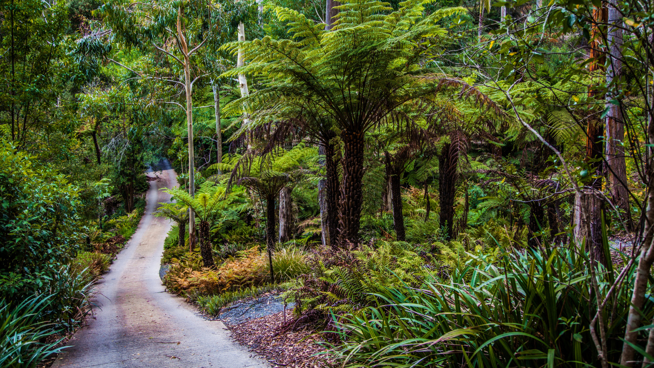 Woman in White Shirt Walking on Pathway Between Green Trees During Daytime. Wallpaper in 1280x720 Resolution