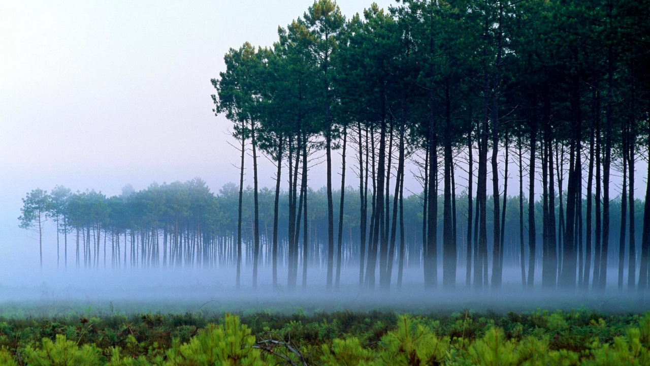 Green Trees Near Body of Water During Daytime. Wallpaper in 1280x720 Resolution