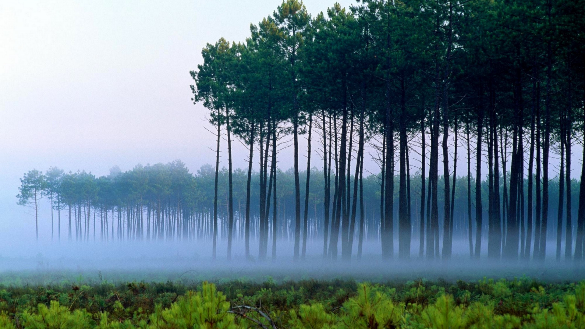 Green Trees Near Body of Water During Daytime. Wallpaper in 1920x1080 Resolution