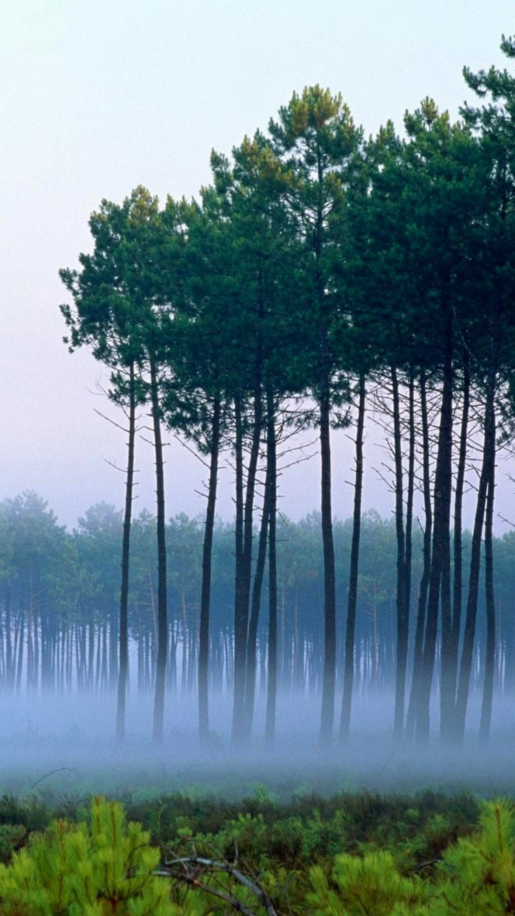 Arbres Verts Près du Plan D'eau Pendant la Journée. Wallpaper in 750x1334 Resolution