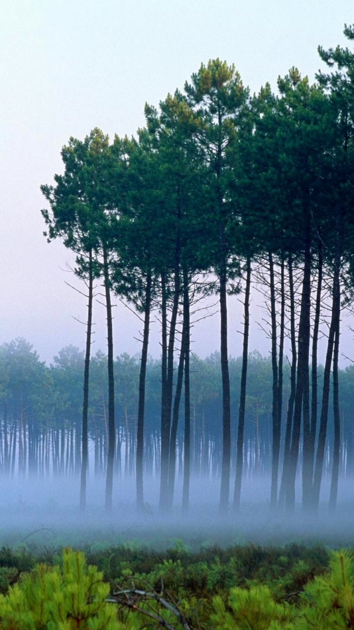 Grüne Bäume in Der Nähe Von Gewässern Tagsüber Water. Wallpaper in 720x1280 Resolution