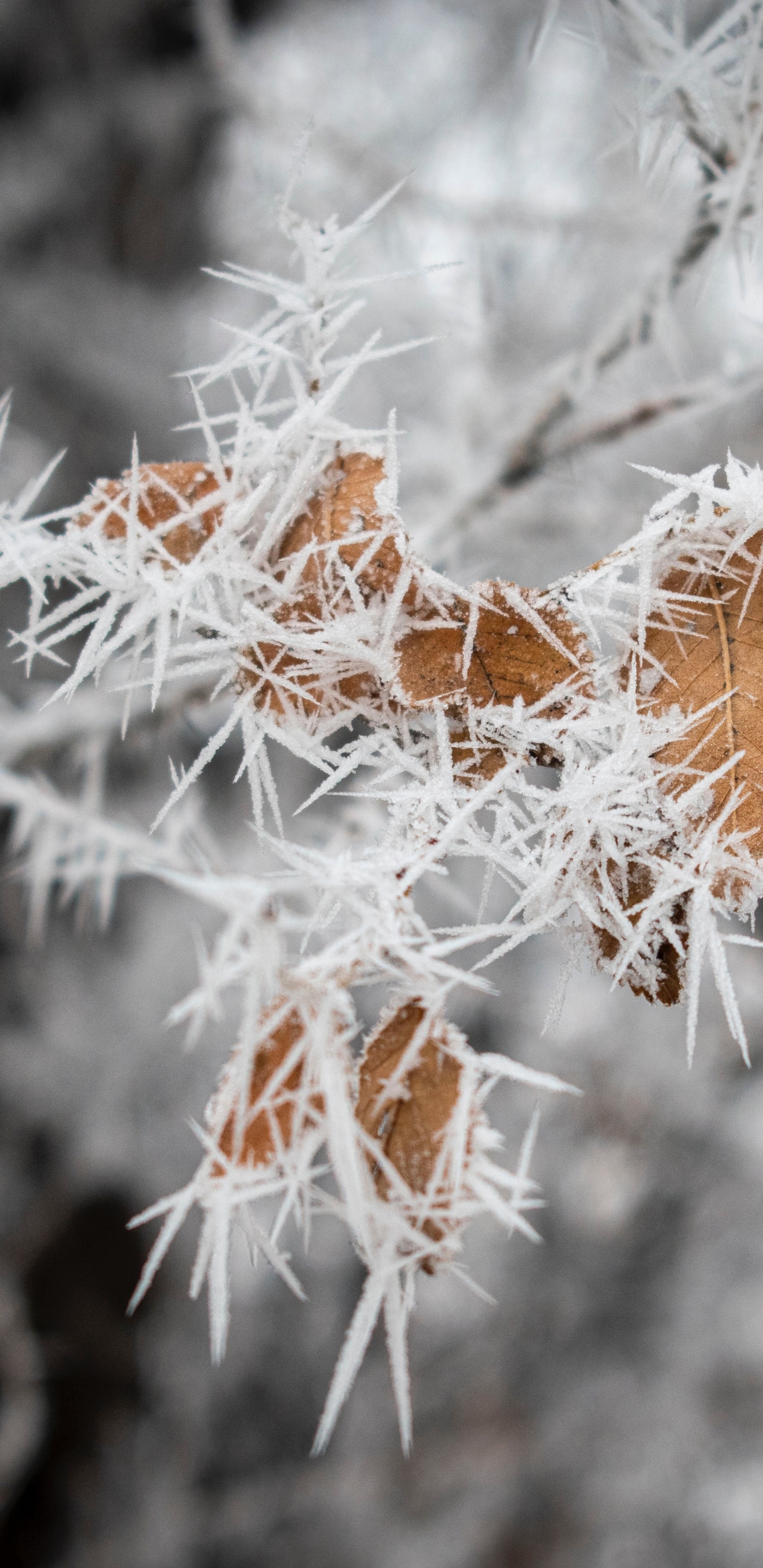 Braune Pflanze Mit Schnee Bedeckt. Wallpaper in 1440x2960 Resolution