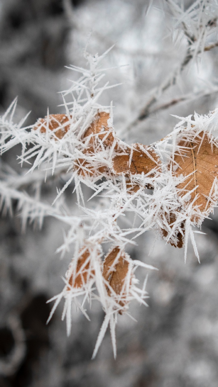 Brown Plant Covered With Snow. Wallpaper in 720x1280 Resolution