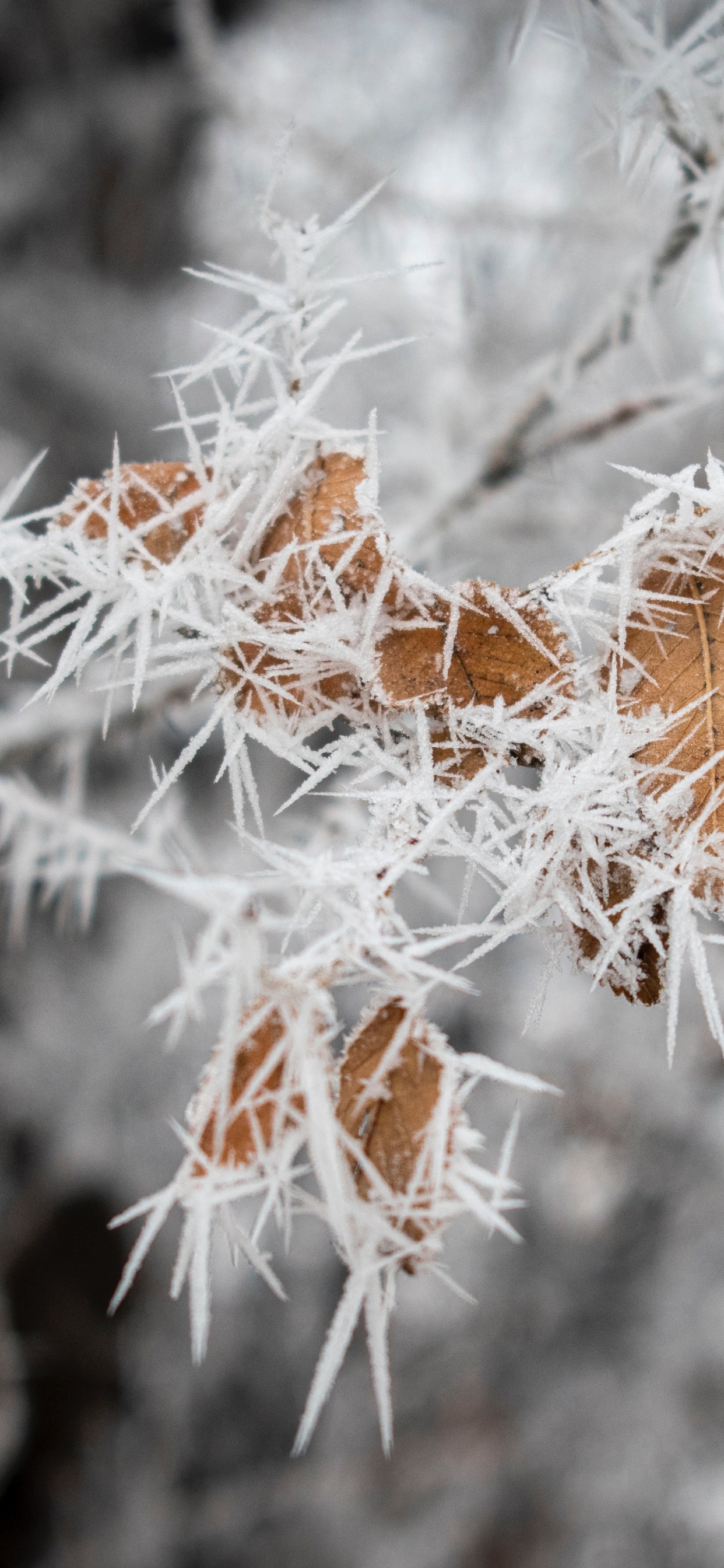 Plante Brune Couverte de Neige. Wallpaper in 1242x2688 Resolution