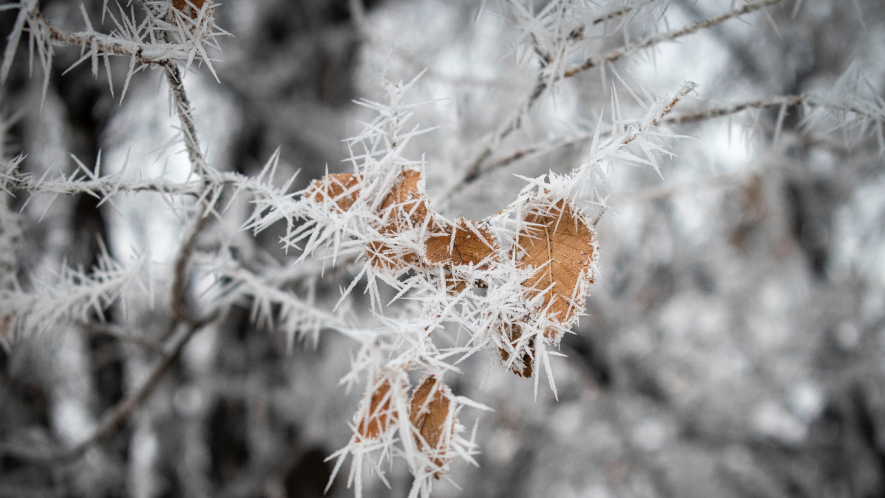 Plante Brune Couverte de Neige. Wallpaper in 1280x720 Resolution