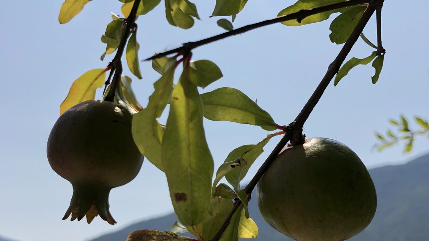 Flora, Fruit Tree, Science, Biology, Branch. Wallpaper in 1366x768 Resolution