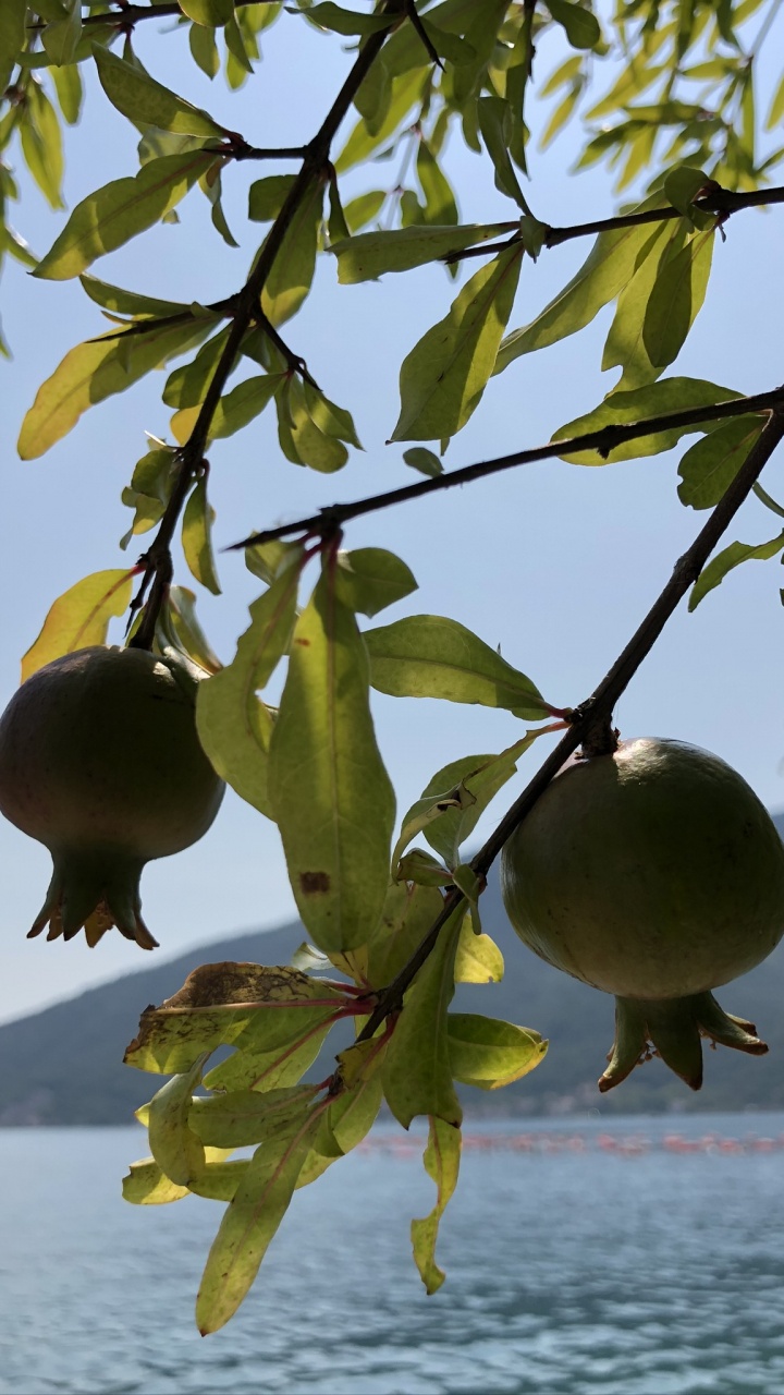 Flora, Fruit Tree, Science, Biology, Branch. Wallpaper in 720x1280 Resolution