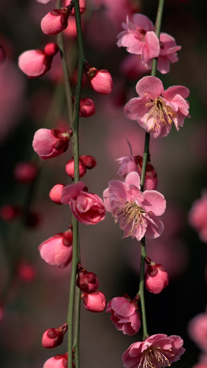 Pink and White Flower in Tilt Shift Lens. Wallpaper in 720x1280 Resolution