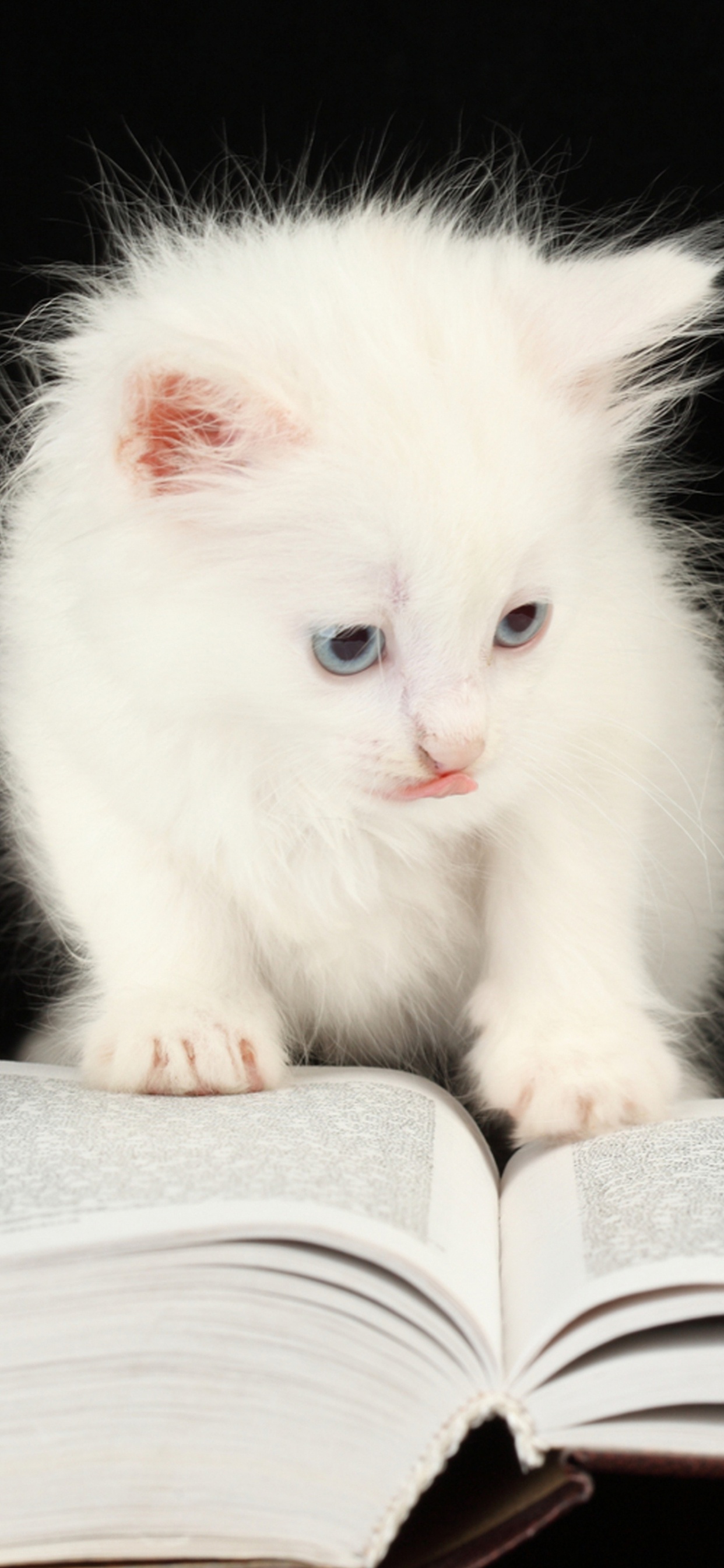 Animales Lindos en Libros, Gatito, Gato, Perro, Gato Atigrado. Wallpaper in 1242x2688 Resolution