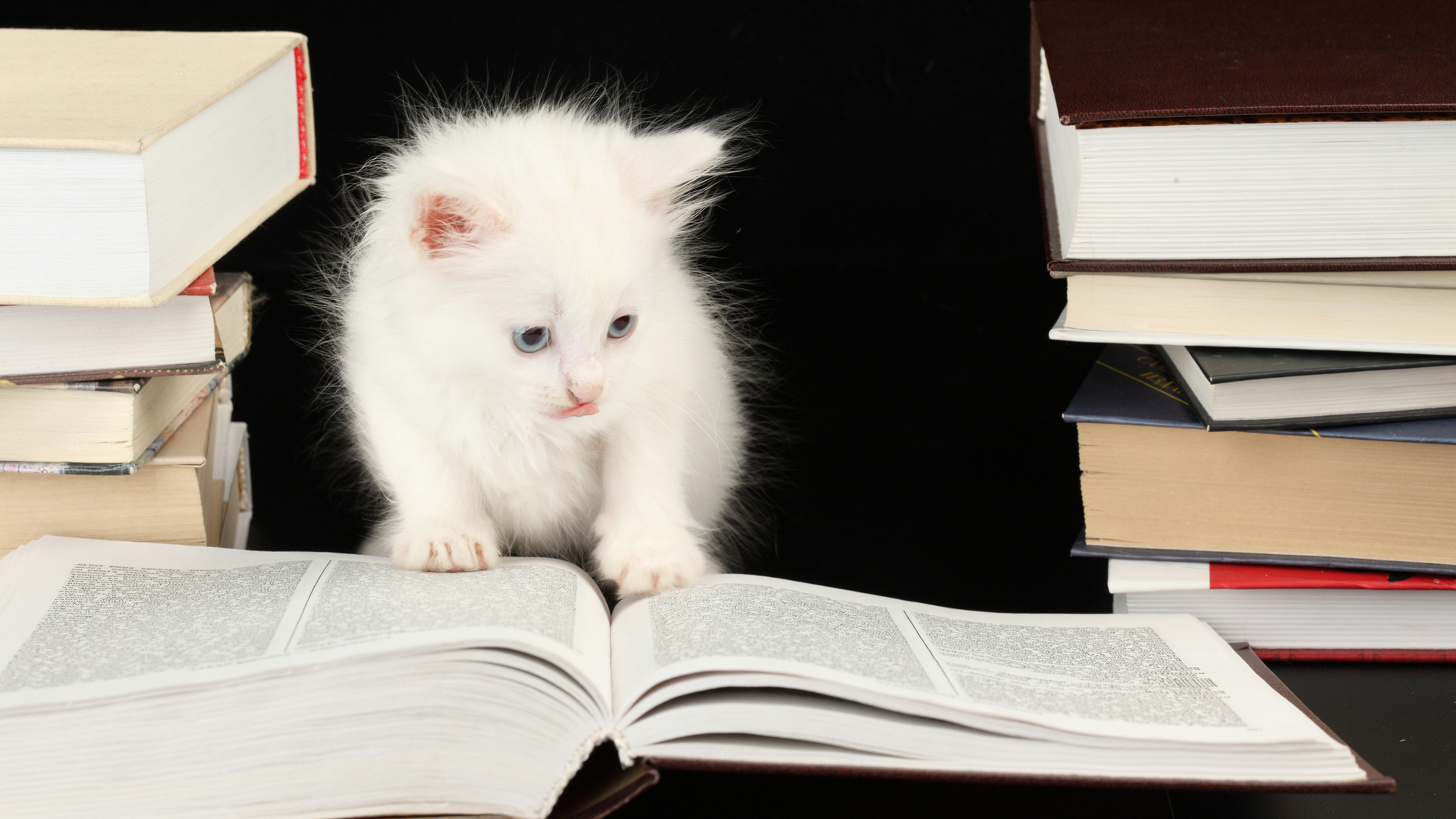 Animaux Mignons Sur Des Livres, Chaton, Chat, Chien, Chat Tigré. Wallpaper in 3840x2160 Resolution